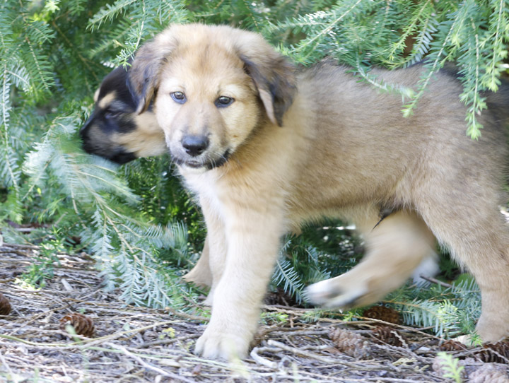 chinook dog